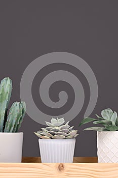 Succulent plants and cactus on wooden tablet in front of gray wall photo
