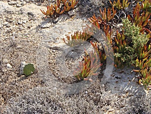 Succulent plants of Carpobrotus edulis