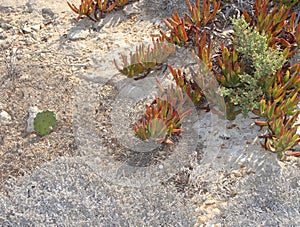 Succulent plants of Carpobrotus edulis