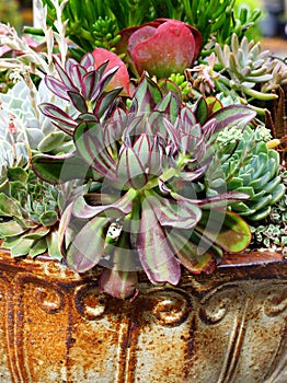 Succulent Plants in Ceramic Pot