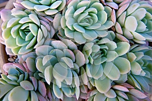 Succulent plants