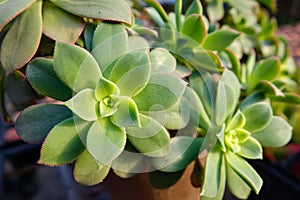 Succulent plants