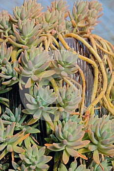 Succulent plants