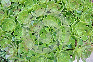Succulent plants