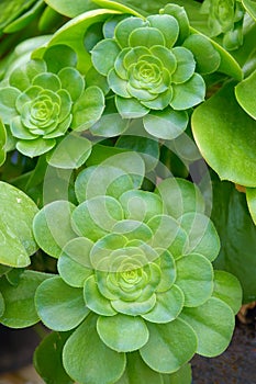 Succulent plants