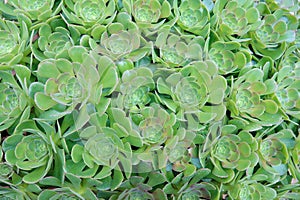 Succulent plants