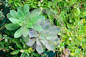 Succulent plants