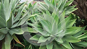 Succulent plants  closely photographed photo