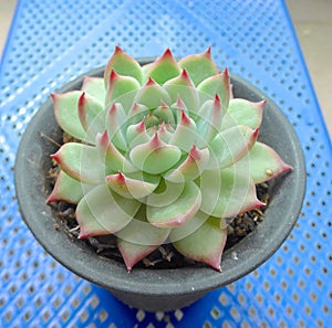 Succulent plants closeup at garden