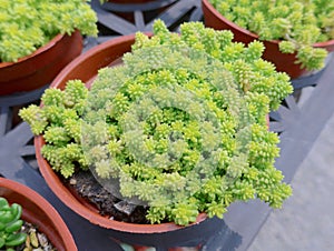 Succulent plants closeup at garden