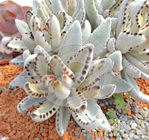 Succulent plants closeup at garden