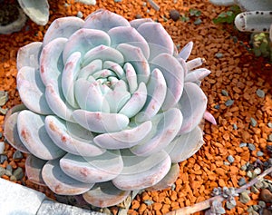 Succulent plants closeup at garden