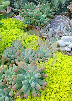 Succulent plants closeup at garden