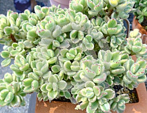 Succulent plants closeup at garden