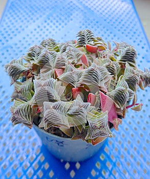 Succulent plants closeup at garden