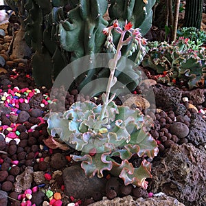 Succulent Plants In The Greenhouse