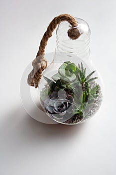 Succulent plants composition in transparent glass light bulb