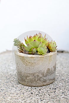 Succulent plants in concrete handmade pot