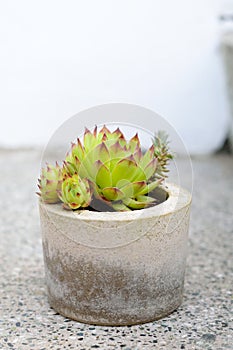 Succulent plants in concrete handmade pot