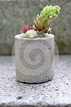 Succulent plants in concrete handmade pot on granite stairs.