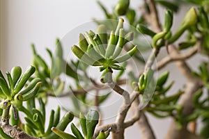 Succulent plants, copy space. Closeup of Crassula ovata Gollum, green finger shaped leaves at dusk