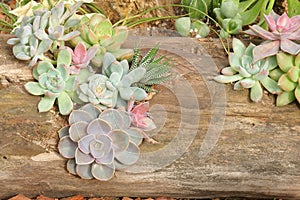 Succulent plants and dead wood