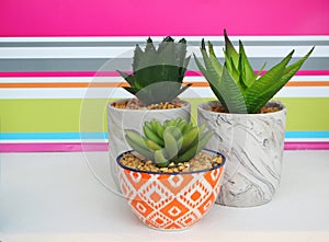 Succulent plants in decorative pots on white table. Striped colorful wall on background