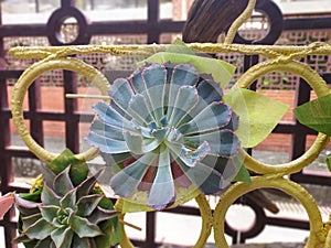 Succulent plants, Echeveria peacockii \'Desmetiana\'