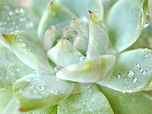 succulent plants Echeveria water drops  Ghost-plant  cactus desert plants with blurred background  macro image  soft focus