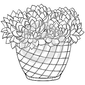 Succulent plants in flower pot line art