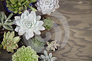 Succulent Plants For Garden