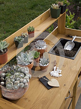 Succulent Plants On Garden Bench