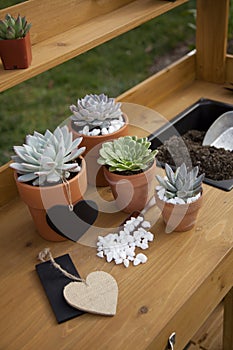 Succulent Plants On Garden Bench