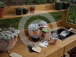 Succulent Plants On Garden Bench