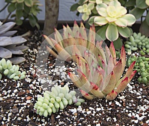 Succulent plants garden