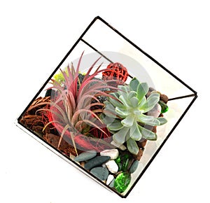 Succulent plants in glass bowl