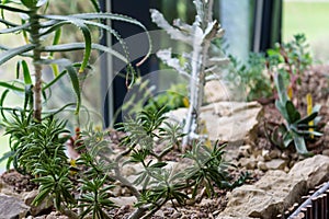 Succulent plants growing indoors in a botanical garden, various and rare species of succulents