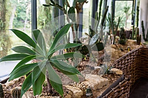 Succulent plants growing indoors in a botanical garden, various and rare species of succulents