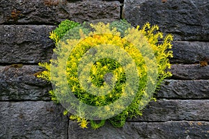 Succulent Plants Growing on Old Stone Wall