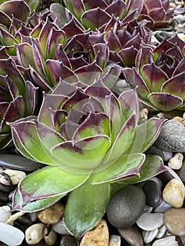 Succulent plants growing in the rocks. Close-up. A group of evergreen ground cover plants in a rockery