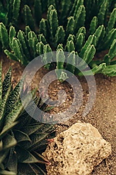 Succulent plants growing top view