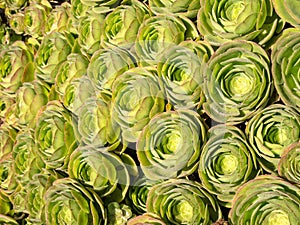 Succulent plants, Hens and Chicks