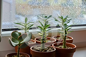 Succulent plants at home by the window