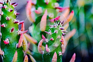 Succulent plants improperly, succulent plants are called those plants endowed with particular `succulent` fabrics, the aquifer p