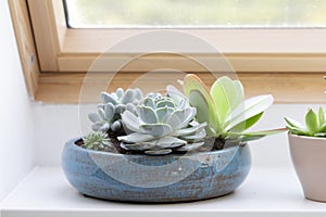 Succulent plants in interior on window sill