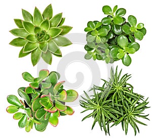 Succulent plants isolated white background