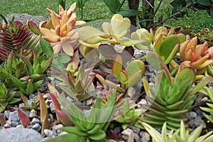 Succulent Plants Landscape