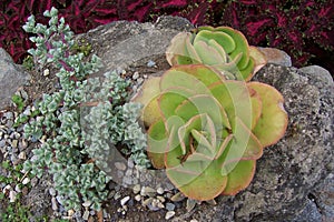 Succulent Plants Landscape