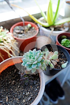 Succulent plants managed to grow back after almost withering