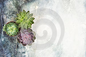 Succulent plants Minimal floral flat lay